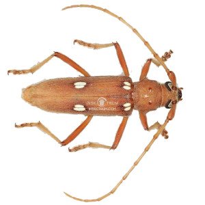 EBURIA BREVISPINIS